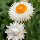 Everlasting Daisy / Paper Daisy / Strawflower White	120 seeds #LVGG