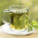 STINGING NETTLE 300 Seeds herb #LVGG
