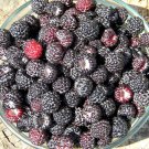 10 X WILD BLACK RASPBERRY SEEDS #LVGG