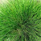 50 x NATIVE GREEN FESCUE SEEDS #LVGG