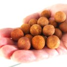 10 x Australian Sandalwood Seeds #LVGG