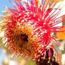 5 X DWARF, ROSE OF THE WEST, GUM SEEDS,EUCALYPTUS MACROCARPA,MASSIVE RED FLOWERS #LVGG