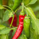 20 CAYENNE (Capsicum annuum) SEEDS; #LVGG