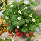 20 SEEDS OF "TEMPTATION" STRAWBERRY; High-yielding varieties, juicy fruit #LVGG