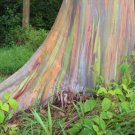20 EUCALYPTUS (Eucalyptus Deglupta) RAINBOW SEEDS, Colorful Bonsai #LVGG