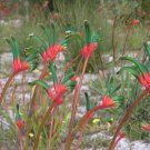 10 seeds RED & GREEN KANGAROO PAW SEEDS #LVGG