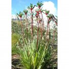 40 seeds RED & GREEN KANGAROO PAW SEEDS #LVGG