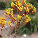 KANGAROO PAW "Mixed Colour" 80 Seeds #LVGG