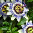 PASSIONFRUIT PANAMA RED 15 SEEDS #LVGG