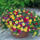 100 MIX COLOR PETUNIA SEEDS #LVGG