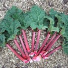 15 RHUBARB SEEDS #LVGG