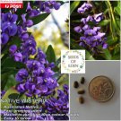 Australian native,10 WISTERIA SEEDS (Hardenbergia comptoniana); #LVGG