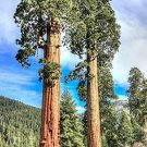 GIANT REDWOOD SEEDS, 40 seeds contains #LVGG