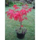 JAPANESE MAPLE SEEDS, 10 seeds #LVGG