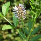 10 SEEDS OF LIQUID (Glycyrrhiza glabra); Medicinal Potions #LVGG