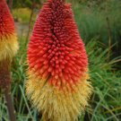RED HOT POKER SEEDS(Kniphofia Caulescens) 50 seeds contains #LVGG