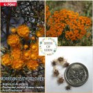 Australia's native flower, MORRISON'S FEATHER FLOWER (Verticordia nitens); 10 seed contents #LVGG
