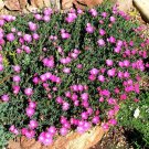 20 seeds of the Coastal Pig Seed plant (CARPOBROTUS virescens) #LVGG