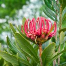 TASMANIAN WARATAH SEEDS(Telopea truncata), 10 seeds contains #LVGG