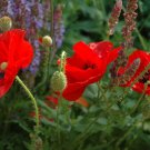 100 SEEDS OF FLANDER POPPY (Papaver rhoeas); Lovely bright red flower #LVGG