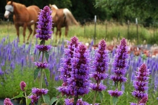 100 seeds BEE & BUTTERFLY FRIENDLY FLOWER MIX SEEDS #LVGG