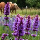 100 seeds BEE & BUTTERFLY FRIENDLY FLOWER MIX SEEDS #LVGG