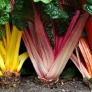 Beta vulgaris/ SILVERBEET BRIGHT LIGHTS SEEDS, 30 seeds #LVGG