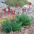 40 seeds KANGAROO PAW "Mixed Colour" Seeds(Anigozanthos flavidus) #LVGG