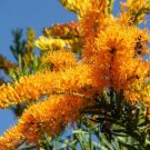 5 WA CHRISTMAS TREE SEEDS(Nuytsia floribunda) #LVGG