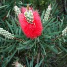 100+ seeds ALBANY BOTTLEBRUSH SEEDS(Callistemon glaucus) #LVGG