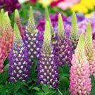 10 seeds  LUPIN SEEDS #LVGG