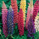 LUPIN SEEDS(Lupin Hartweggii) 30 seeds #LVGG