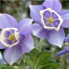 25 seeds AQUILEGIA MCKANA MIXED SEEDS(Aquilegia Viridiflora) #LVGG