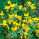(Tropaeolum peregrinum)  10 CANARY CREEPER SEEDS #LVGG