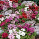 20 seeds SWEET WILLIAM- 'HERALD OF SPRING' SEEDS(Dianthus barbatus) #LVGG