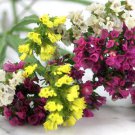 (Limonium sinuata) 30+ STATICE 'SPECIAL MIXED' #LVGG