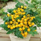 25 seeds HONEY BEE TOMATO SEEDS (Solanum lycopersicum) #LVGG