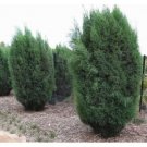20 OYSTER BAY PINE SEEDS(Callitris rhomboidea) #LVGG