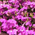 300 seeds LOBELIA "Rosamond" SEEDS (Lobelia erinus) #LVGG