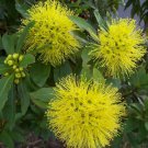 (Xanthostemon chrysanthus) 15 GOLDEN PENDA SEEDS #LVGG