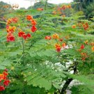 PEACOCK FLOWER SEEDS(Caesalpinia pulcherrima) 10 seeds #LVGG