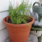 ASPARAGUS-MARY WASHINGTON SEEDS(Asparagus officinalis) 20 seeds #LVGG