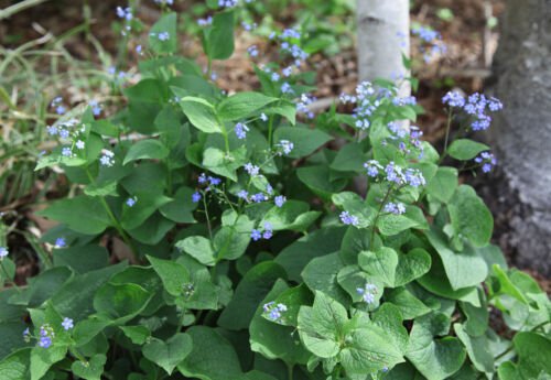 FORGET ME NOT SEEDS(Myosotis sylvatica) 30 seeds #LVGG