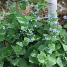 FORGET ME NOT SEEDS(Myosotis sylvatica) 30 seeds #LVGG