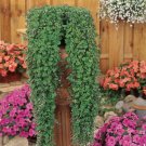 DICHONDRA SEEDS(Dichondra repens) 50 seeds #LVGG