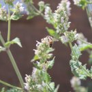 CATNIP SEEDS 150 seeds #LVGG