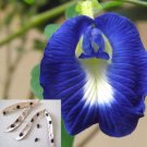 BUTTERFLY BEAN 'Clitoria ternatea' 80 SEEDS #LVGG