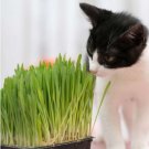 1000+ ORGANIC CAT WEED (Dactylis glomerata) SEEDS #LVGG