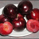 Plant Cutting Plum tree Satsuma Fruit Cutting Plant Home Garden #ctlia