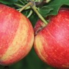 Plant Cutting Apple tree Royal Gala Fruit Cutting Plant Home Garden #ctlia